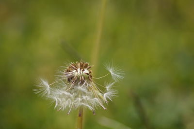 Close up of dandelion