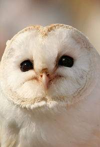 Close-up portrait of an animal