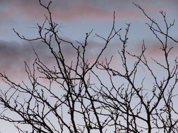 Low angle view of bare trees against sky