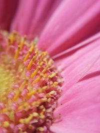 Macro shot of pink flower