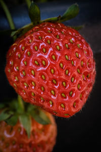 Close-up of water drops on red flower