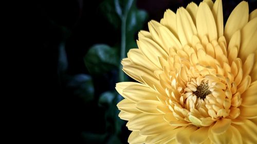 Close-up of yellow rose flower