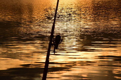 Silhouette bird in lake against sky during sunset