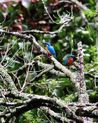 Close-up of bird perching on tree