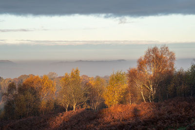 Scenic view of trees against sky during autumn