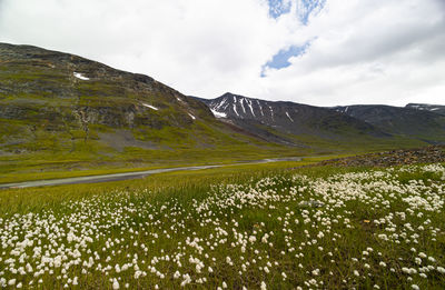 A beautiful white cottongrass growing in the sarek national park, sweden.