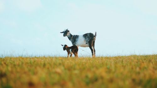 Goats on landscape against clear sky