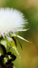 Close-up of dandelion on plant