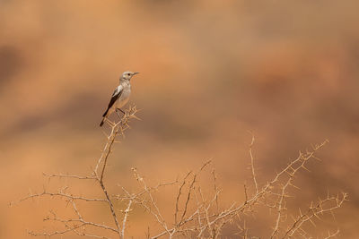 Bird perching branch