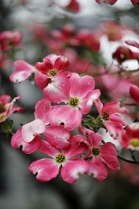 Close-up of pink cherry blossoms