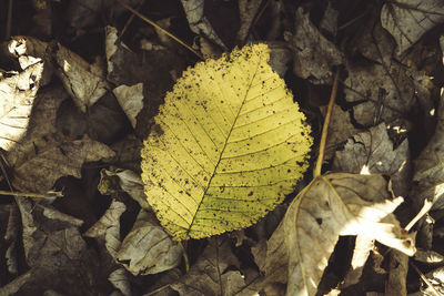 Close-up of maple leaf