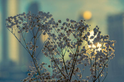 Close-up of flowering plant against bright sun