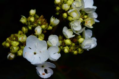 Close-up of white flowers blooming against black background