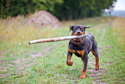 Portrait of dog carrying stick in mouth while walking on grass