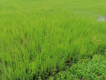 Full frame shot of grassy field