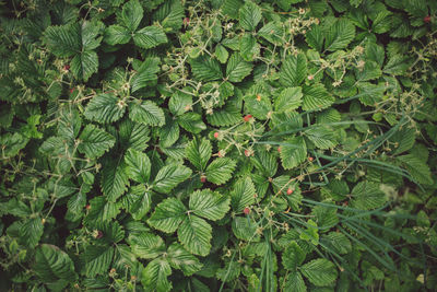 Full frame shot of fresh green plants