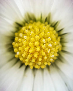 Close-up of white daisy flower