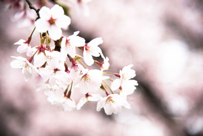 Close-up of cherry blossom