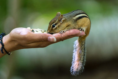 Close-up of hand holding squirrel