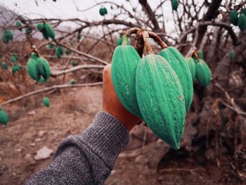 Close-up of hand holding leaves