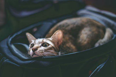 Close-up of cat