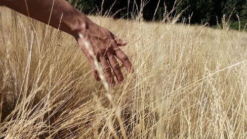 Midsection of person holding plant on field