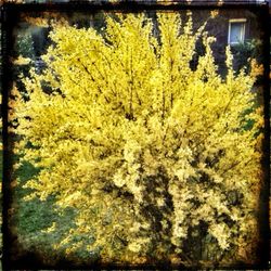 Yellow flowers growing on tree