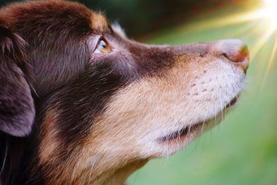 Close-up of dog