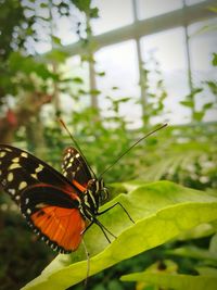 Close-up of butterfly perching on leaf