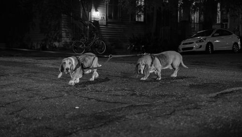 View of dogs on street in city