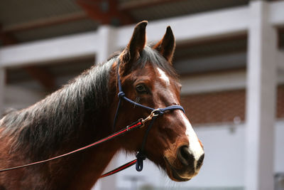 Close-up of a horse in ranch