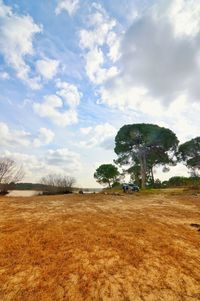 Trees on field against sky