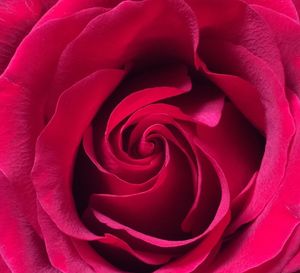 Close-up of red rose