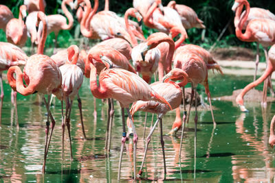 Close-up of flamingos standing in lake