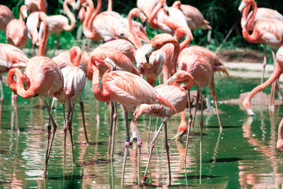 Flock of birds in lake