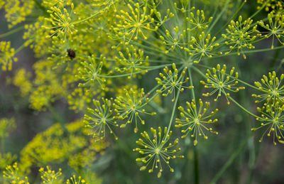 Close-up of dill flowers