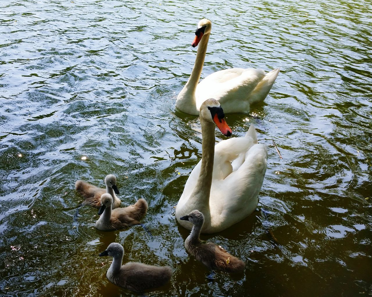 bird, animal themes, animals in the wild, swan, wildlife, water, lake, duck, swimming, beak, water bird, nature, white color, flamingo, reflection, tree, waterfront, two animals, day, outdoors