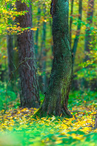 Close-up of tree trunk in forest