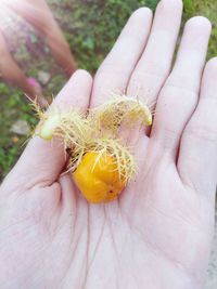 Cropped hand of woman holding orange fruit