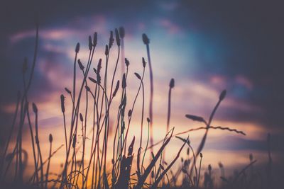 Close-up of grass against sky during sunset