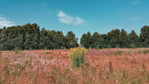 Plants growing on land against sky