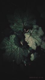 Close-up of dry maple leaves on tree