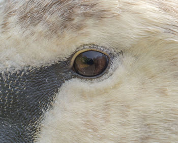 Close-up portrait of cat