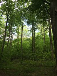 Trees in forest