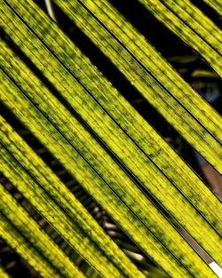 Full frame shot of leaf