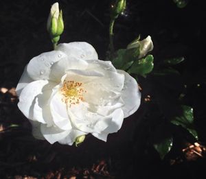 Close-up of white flowers