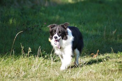 Dog lying on grass