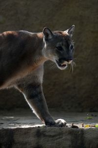 Close-up of a cat