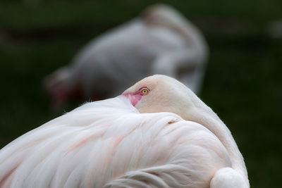 Close-up of flamingoes