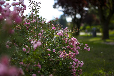 Pink flowers growing on tree